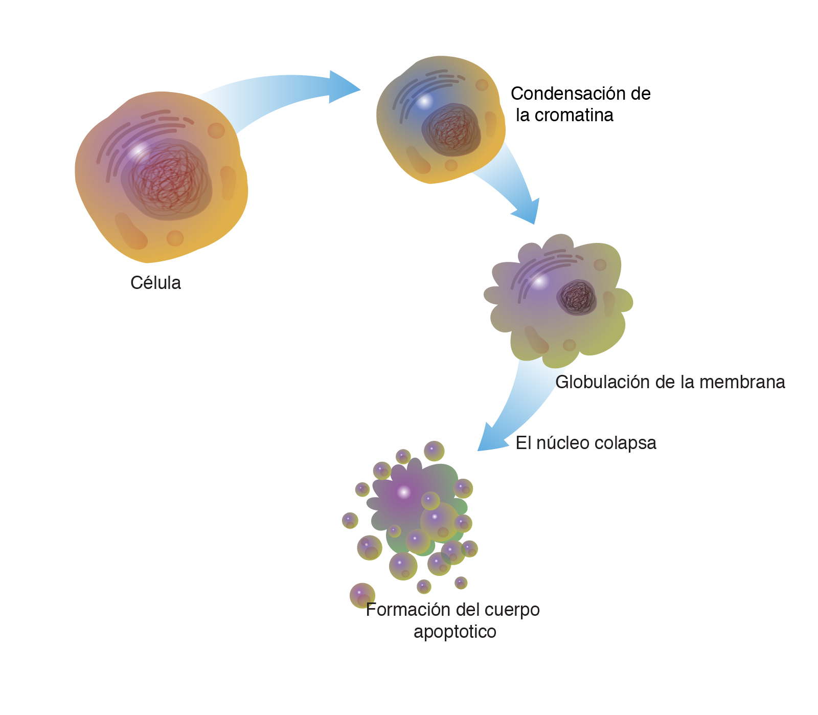 Control genético de la síntesis proteica, las funciones de ...